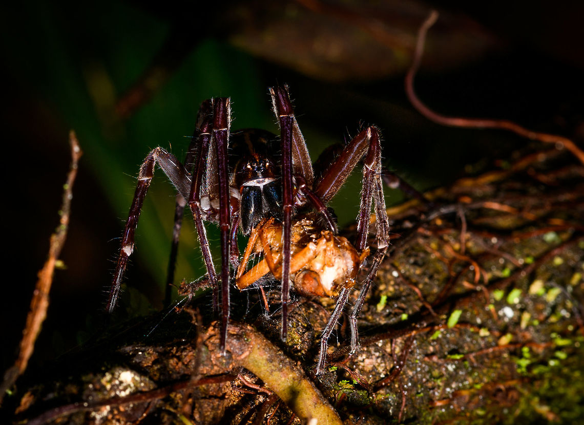 Spider feeding on cricket, La Isla Escondida, Colombia An interesting spider feeding on likely a cricket. Note the small head compared to the enormous chelicera (mouth parts).  Colombia,Colombia 2018,Colombia South,La Isla Escondida,Putumayo,South America,World