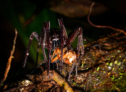 Spider feeding on cricket, La Isla Escondida, Colombia An interesting spider feeding on likely a cricket. Note the small head compared to the enormous chelicera (mouth parts).  Colombia,Colombia 2018,Colombia South,La Isla Escondida,Putumayo,South America,World