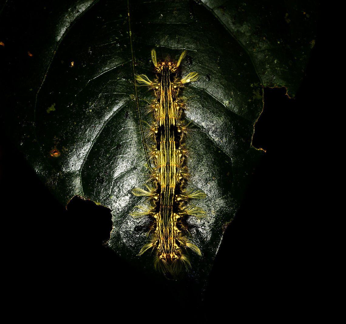 Yellow/Green hairy caterpillar at night, La Isla Escondida, Colombia  Colombia,Colombia 2018,Colombia South,La Isla Escondida,Putumayo,South America,World