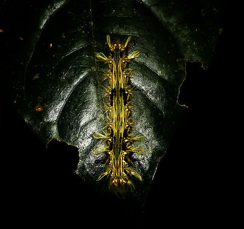 Yellow/Green hairy caterpillar at night, La Isla Escondida, Colombia  Colombia,Colombia 2018,Colombia South,La Isla Escondida,Putumayo,South America,World