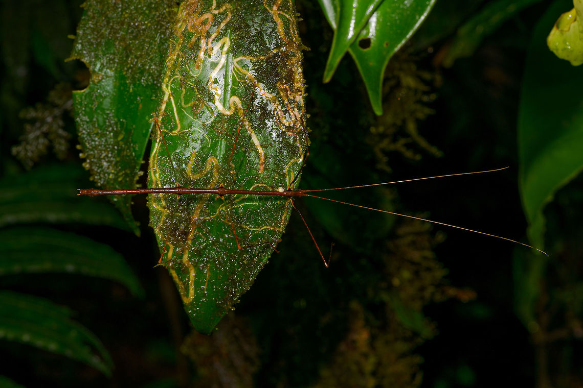 Long and thin phasmid, La Isla Escondida, Colombia This completes our 3rd day in La Isla Escondida and one of the best night tours we ever did. And we're not nearly done with this place yet ;) Colombia,Colombia 2018,Colombia South,La Isla Escondida,Putumayo,South America,World