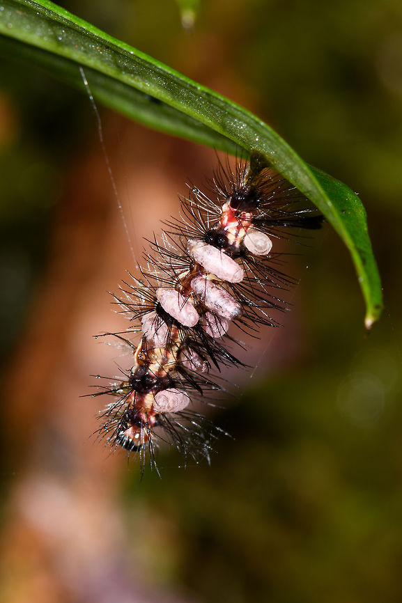 Caterpillar covered in cocoons? La Isla Escondida, Colombia Opening our 4th day in La Isla Escondida. I'm not entirely sure what is going on in this scene. This caterpillar is covered in what looks like cocoon, eggs, mites? Colombia,Colombia 2018,Colombia South,La Isla Escondida,Putumayo,South America,World