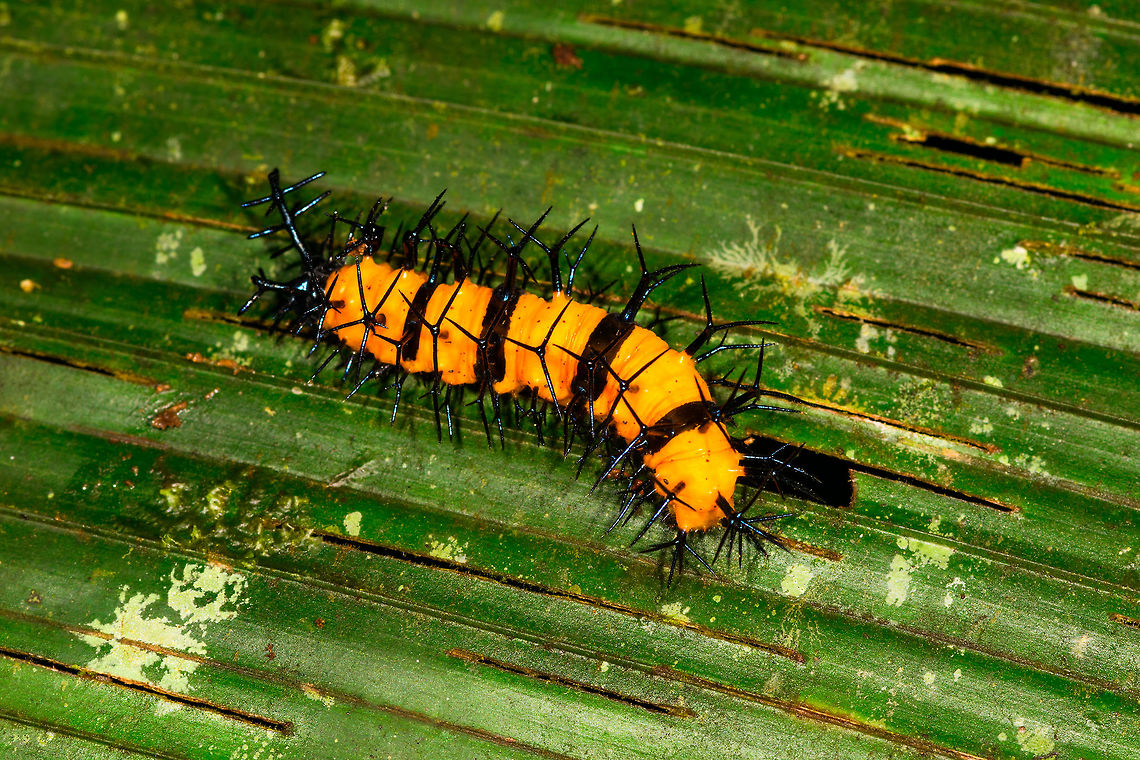 Heavily spiked orange caterpillar, La Isla Escondida, Colombia If the bright orange isn't enough of a warning, surely the insane spikes on this caterpillar will get the message across. This one has spikes all over the length of the body with each protrusion being branched into 2, 3, 4, or 5 black spikes. The head is on the left and all-black. <br />
<br />
In my species search I'm noting some similarity with fritillary caterpillars but I could be way of base.<br />
<figure class="photo"><a href="https://www.jungledragon.com/image/71762/heavily_spiked_orange_caterpillar_-_head_la_isla_escondida_colombia.html" title="Heavily spiked orange caterpillar - head, La Isla Escondida, Colombia"><img src="https://s3.amazonaws.com/media.jungledragon.com/images/2/71762_thumb.jpg?AWSAccessKeyId=05GMT0V3GWVNE7GGM1R2&Expires=1769040010&Signature=AeqRrsPvDnM2DT0ar7klUvAeRE8%3D" width="200" height="134" alt="Heavily spiked orange caterpillar - head, La Isla Escondida, Colombia If the bright orange isn't enough of a warning, surely the insane spikes on this caterpillar will get the message across. This one has spikes all over the length of the body with each protrusion being branched into 2, 3, 4, or 5 black spikes. The head is on the left and all-black. <br />
<br />
In my species search I'm noting some similarity with fritillary caterpillars but I could be way of base.<br />
https://www.jungledragon.com/image/71760/heavily_spiked_orange_caterpillar_la_isla_escondida_colombia.html Colombia,Colombia 2018,Colombia South,La Isla Escondida,Putumayo,South America,World" /></a></figure> Colombia,Colombia 2018,Colombia South,La Isla Escondida,Putumayo,South America,World