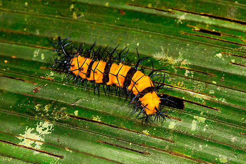 Heavily spiked orange caterpillar, La Isla Escondida, Colombia If the bright orange isn't enough of a warning, surely the insane spikes on this caterpillar will get the message across. This one has spikes all over the length of the body with each protrusion being branched into 2, 3, 4, or 5 black spikes. The head is on the left and all-black. 

In my species search I'm noting some similarity with fritillary caterpillars but I could be way of base.
https://www.jungledragon.com/image/71762/heavily_spiked_orange_caterpillar_-_head_la_isla_escondida_colombia.html Colombia,Colombia 2018,Colombia South,La Isla Escondida,Putumayo,South America,World