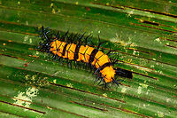 Heavily spiked orange caterpillar, La Isla Escondida, Colombia If the bright orange isn't enough of a warning, surely the insane spikes on this caterpillar will get the message across. This one has spikes all over the length of the body with each protrusion being branched into 2, 3, 4, or 5 black spikes. The head is on the left and all-black. <br />
<br />
In my species search I'm noting some similarity with fritillary caterpillars but I could be way of base.<br />
https://www.jungledragon.com/image/71762/heavily_spiked_orange_caterpillar_-_head_la_isla_escondida_colombia.html Colombia,Colombia 2018,Colombia South,La Isla Escondida,Putumayo,South America,World