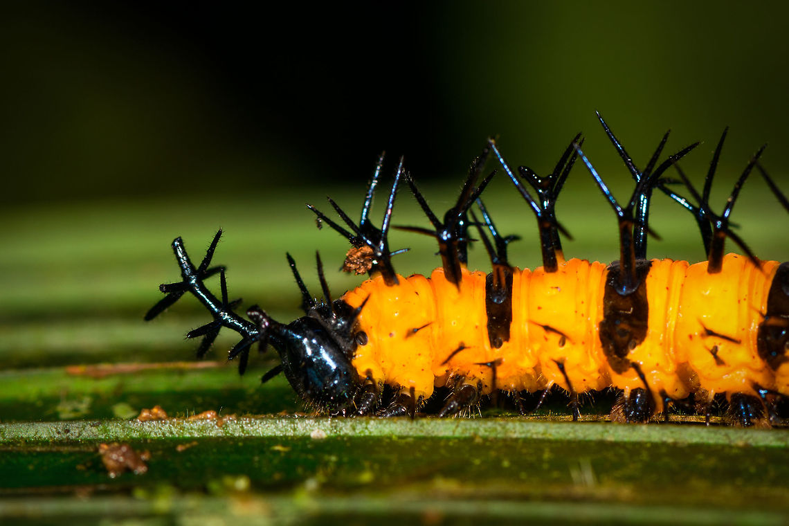 Heavily spiked orange caterpillar - head, La Isla Escondida, Colombia If the bright orange isn&#039;t enough of a warning, surely the insane spikes on this caterpillar will get the message across. This one has spikes all over the length of the body with each protrusion being branched into 2, 3, 4, or 5 black spikes. The head is on the left and all-black. <br />
<br />
In my species search I&#039;m noting some similarity with fritillary caterpillars but I could be way of base.<br />
<figure class="photo"><a href="https://www.jungledragon.com/image/71760/heavily_spiked_orange_caterpillar_la_isla_escondida_colombia.html" title="Heavily spiked orange caterpillar, La Isla Escondida, Colombia"><img src="https://s3.amazonaws.com/media.jungledragon.com/images/2/71760_thumb.jpg?AWSAccessKeyId=05GMT0V3GWVNE7GGM1R2&Expires=1765411210&Signature=EBBZgIuiloa8nhSZlHTCt6XP8G4%3D" width="200" height="134" alt="Heavily spiked orange caterpillar, La Isla Escondida, Colombia If the bright orange isn&#039;t enough of a warning, surely the insane spikes on this caterpillar will get the message across. This one has spikes all over the length of the body with each protrusion being branched into 2, 3, 4, or 5 black spikes. The head is on the left and all-black. <br />
<br />
In my species search I&#039;m noting some similarity with fritillary caterpillars but I could be way of base.<br />
https://www.jungledragon.com/image/71762/heavily_spiked_orange_caterpillar_-_head_la_isla_escondida_colombia.html Colombia,Colombia 2018,Colombia South,La Isla Escondida,Putumayo,South America,World" /></a></figure> Colombia,Colombia 2018,Colombia South,La Isla Escondida,Putumayo,South America,World