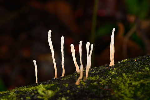 White length fungi, La Isla Escondida, Colombia White finger-like lengthy fungi growing on a fallen tree. Possibly Xylaria sp. yet note the lack of clusters. Colombia,Colombia 2018,Colombia South,La Isla Escondida,Putumayo,South America,World