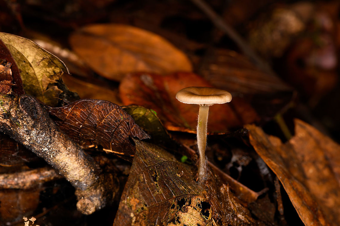 Small brown fungus growing out of leaf, La Isla Escondida, Colombia Sorry, only angle. Colombia,Colombia 2018,Colombia South,La Isla Escondida,Putumayo,South America,World
