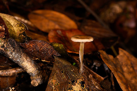 Small brown fungus growing out of leaf, La Isla Escondida, Colombia Sorry, only angle. Colombia,Colombia 2018,Colombia South,La Isla Escondida,Putumayo,South America,World