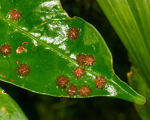 Star-shaped gall wasps - closeup, La Isla Escondida, Colombia I assume these are gall wasps. They seem to have a peculiar shape, very hairy and pointy.
https://www.jungledragon.com/image/71766/star-shaped_gall_wasps_la_isla_escondida_colombia.html Colombia,Colombia 2018,Colombia South,La Isla Escondida,Putumayo,South America,World