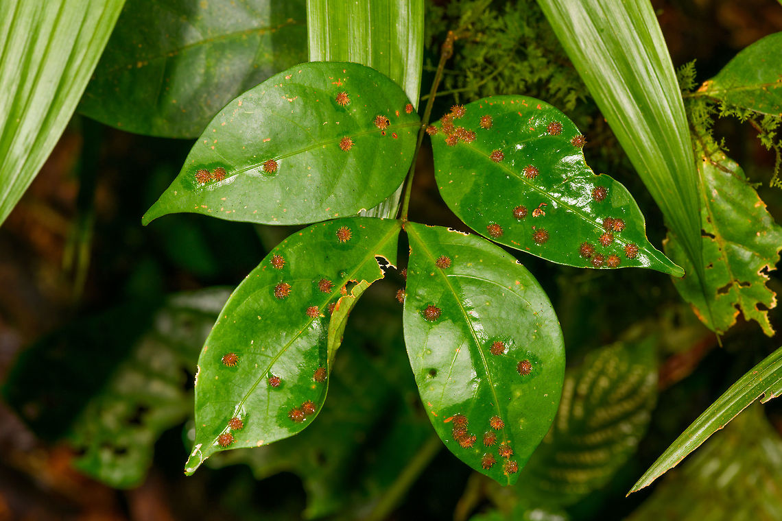 Star-shaped gall wasps, La Isla Escondida, Colombia I assume these are gall wasps. They seem to have a peculiar shape, very hairy and pointy.<br />
<figure class="photo"><a href="https://www.jungledragon.com/image/71765/star-shaped_gall_wasps_-_closeup_la_isla_escondida_colombia.html" title="Star-shaped gall wasps - closeup, La Isla Escondida, Colombia"><img src="https://s3.amazonaws.com/media.jungledragon.com/images/2/71765_thumb.jpg?AWSAccessKeyId=05GMT0V3GWVNE7GGM1R2&Expires=1770854410&Signature=GZJa3hbNOJetAp1LVzEn95iCNBg%3D" width="200" height="162" alt="Star-shaped gall wasps - closeup, La Isla Escondida, Colombia I assume these are gall wasps. They seem to have a peculiar shape, very hairy and pointy.<br />
https://www.jungledragon.com/image/71766/star-shaped_gall_wasps_la_isla_escondida_colombia.html Colombia,Colombia 2018,Colombia South,La Isla Escondida,Putumayo,South America,World" /></a></figure> Colombia,Colombia 2018,Colombia South,La Isla Escondida,Putumayo,South America,World