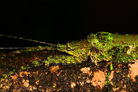Mossy Katydid - II - closeup, La Isla Escondida, Colombia A second observation of this well camouflaged, large katydid with highly complicated patterns.<br />
https://www.jungledragon.com/image/71768/mossy_katydid_-_ii_la_isla_escondida_colombia.html Colombia,Colombia 2018,Colombia South,La Isla Escondida,Putumayo,South America,World