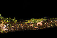 Mossy Katydid - II, La Isla Escondida, Colombia A second observation of this well camouflaged, large katydid with highly complicated patterns. Be sure to check full screen mode "load original" for lots of detail.<br />
https://www.jungledragon.com/image/71767/mossy_katydid_-_ii_-_closeup_la_isla_escondida_colombia.html Colombia,Colombia 2018,Colombia South,La Isla Escondida,Putumayo,South America,World