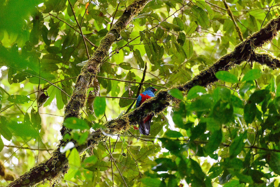 Pavonine quetzal, La Isla Escondida, Colombia A neck-strained shot of this quetzal high up at mid-level canopy. The only trogon species in Southern Colombia, and therefore easy to identify. Despite having a significant range, it's a poorly studied bird. It is not uncommon but described as rare to see. Our guide Brayan from the local indigenous community described it as a bird sacred to them. This is very likely the male, as the female is described as having a greyish head and chest.  Colombia,Colombia 2018,Colombia South,La Isla Escondida,Pavonine quetzal,Putumayo,South America,World,pavoninus