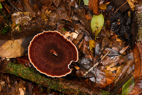 White-ridged fungus, La Isla Escondida, Colombia Growing on leafs.
https://www.jungledragon.com/image/71773/white-ridged_fungus_-_side_view_la_isla_escondida_colombia.html Colombia,Colombia 2018,Colombia South,La Isla Escondida,Putumayo,South America,World