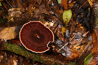 White-ridged fungus, La Isla Escondida, Colombia Growing on leafs.<br />
https://www.jungledragon.com/image/71773/white-ridged_fungus_-_side_view_la_isla_escondida_colombia.html Colombia,Colombia 2018,Colombia South,La Isla Escondida,Putumayo,South America,World