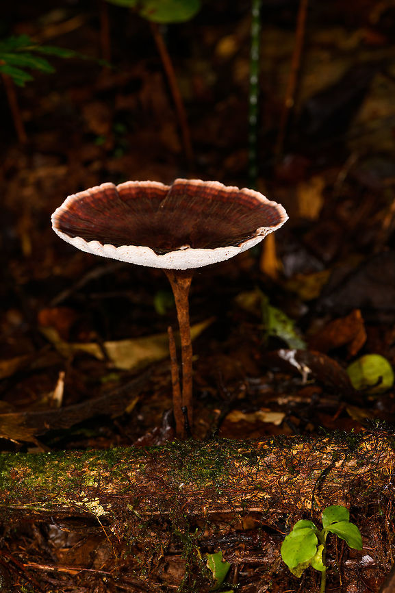White-ridged fungus - side view, La Isla Escondida, Colombia Growing on leafs:<br />
<figure class="photo"><a href="https://www.jungledragon.com/image/71772/white-ridged_fungus_la_isla_escondida_colombia.html" title="White-ridged fungus, La Isla Escondida, Colombia"><img src="https://s3.amazonaws.com/media.jungledragon.com/images/2/71772_thumb.jpg?AWSAccessKeyId=05GMT0V3GWVNE7GGM1R2&Expires=1770854410&Signature=Tfxua0ZsRf7k%2Bhgjg0nVBLvscMc%3D" width="200" height="134" alt="White-ridged fungus, La Isla Escondida, Colombia Growing on leafs.<br />
https://www.jungledragon.com/image/71773/white-ridged_fungus_-_side_view_la_isla_escondida_colombia.html Colombia,Colombia 2018,Colombia South,La Isla Escondida,Putumayo,South America,World" /></a></figure> Colombia,Colombia 2018,Colombia South,La Isla Escondida,Putumayo,South America,World