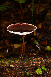 White-ridged fungus - side view, La Isla Escondida, Colombia Growing on leafs:
https://www.jungledragon.com/image/71772/white-ridged_fungus_la_isla_escondida_colombia.html Colombia,Colombia 2018,Colombia South,La Isla Escondida,Putumayo,South America,World