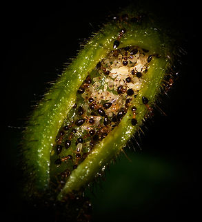 Elongate twig ants in plant stem - closeup, La Isla Escondida, Colombia We've seen this same phenomenon 7 years earlier in the Brazilian Amazon. These ants are nesting on a thickened part of the stem of a plant. In the Amazon, Elongate twig ants (Pseudomyrmex sp.) are known to nest like this. I'm not that sure though that this concerns Pseudomyrmex sp., as they have peculiar two-segmented waists that I'm able to match entirely. 
https://www.jungledragon.com/image/71775/elongate_twig_ants_in_plant_stem_la_isla_escondida_colombia.html Colombia,Colombia 2018,Colombia South,La Isla Escondida,Putumayo,South America,World