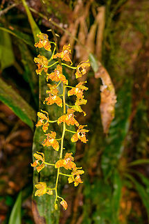 Rudolfiella bicornaria, La Isla Escondida, Colombia A relatively large orchid found about 2m from the forest floor in La Isla Escondida, Colombia.
https://www.jungledragon.com/image/71778/rudolfiella_bicornaria_-_flower_closeup_la_isla_escondida_colombia.html Colombia,Colombia 2018,Colombia South,La Isla Escondida,Putumayo,Rudolfiella bicornaria,South America,Two Horned Rudolfiella,World