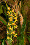 Rudolfiella bicornaria, La Isla Escondida, Colombia A relatively large orchid found about 2m from the forest floor in La Isla Escondida, Colombia.<br />
https://www.jungledragon.com/image/71778/rudolfiella_bicornaria_-_flower_closeup_la_isla_escondida_colombia.html Colombia,Colombia 2018,Colombia South,La Isla Escondida,Putumayo,Rudolfiella bicornaria,South America,Two Horned Rudolfiella,World