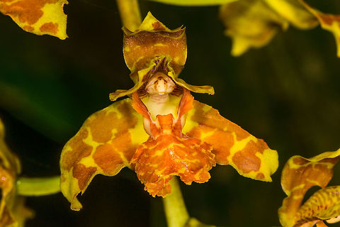 Rudolfiella bicornaria - flower closeup, La Isla Escondida, Colombia A relatively large orchid found about 2m from the forest floor in La Isla Escondida, Colombia.
https://www.jungledragon.com/image/71777/rudolfiella_bicornaria_la_isla_escondida_colombia.html Colombia,Colombia 2018,Colombia South,La Isla Escondida,Putumayo,Rudolfiella bicornaria,South America,Two Horned Rudolfiella,World