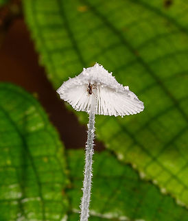Snowy fungus - cap, La Isla Escondida, Colombia A bit of a strange find, this fungus not growing on wood yet on the side of it and still managing to grow its lengthy stem in a straight line. The stem is grayish with a fine hair-like texture to it, and the cap and gills seem very snowy. 
https://www.jungledragon.com/image/71780/snowy_fungus_la_isla_escondida_colombia.html Colombia,Colombia 2018,Colombia South,La Isla Escondida,Mycena spinosissima,Putumayo,South America,World
