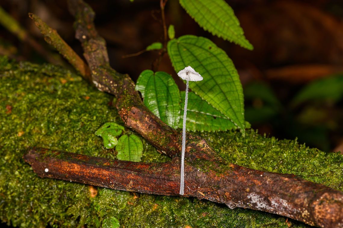 Snowy fungus, La Isla Escondida, Colombia A bit of a strange find, this fungus not growing on wood yet on the side of it and still managing to grow its lengthy stem in a straight line. The stem is grayish with a fine hair-like texture to it, and the cap and gills seem very snowy. <br />
<figure class="photo"><a href="https://www.jungledragon.com/image/71779/snowy_fungus_-_cap_la_isla_escondida_colombia.html" title="Snowy fungus - cap, La Isla Escondida, Colombia"><img src="https://s3.amazonaws.com/media.jungledragon.com/images/2/71779_thumb.jpg?AWSAccessKeyId=05GMT0V3GWVNE7GGM1R2&Expires=1759968010&Signature=tAtKwkYAyPhXlKIz%2B1uMBmKGgeo%3D" width="130" height="152" alt="Snowy fungus - cap, La Isla Escondida, Colombia A bit of a strange find, this fungus not growing on wood yet on the side of it and still managing to grow its lengthy stem in a straight line. The stem is grayish with a fine hair-like texture to it, and the cap and gills seem very snowy. <br />
https://www.jungledragon.com/image/71780/snowy_fungus_la_isla_escondida_colombia.html Colombia,Colombia 2018,Colombia South,La Isla Escondida,Mycena spinosissima,Putumayo,South America,World" /></a></figure> Colombia,Colombia 2018,Colombia South,La Isla Escondida,Mycena spinosissima,Putumayo,South America,World