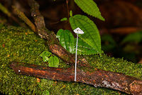 Snowy fungus, La Isla Escondida, Colombia A bit of a strange find, this fungus not growing on wood yet on the side of it and still managing to grow its lengthy stem in a straight line. The stem is grayish with a fine hair-like texture to it, and the cap and gills seem very snowy. <br />
https://www.jungledragon.com/image/71779/snowy_fungus_-_cap_la_isla_escondida_colombia.html Colombia,Colombia 2018,Colombia South,La Isla Escondida,Mycena spinosissima,Putumayo,South America,World