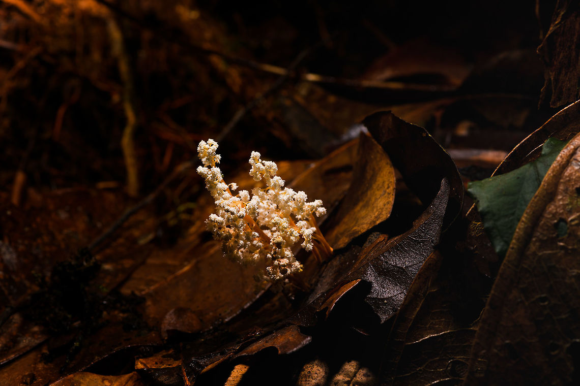 Cordyceps tenuipes, La Isla Escondida, Colombia This was a thrilling discovery for us. On this long daytime hike we had plenty of time to mess around so Brayan (our local guide) and I were playing with creative lighting (off-camera flash). We played around with some angles and distances on this strange tree-like fungi found on the forest floor. We found it odd that it was growing in such a tilted way and Brayan found the look of this one so interesting that he wanted to collect it.<br />
<br />
As he picks it up, only then do we realize there's a big insect it is growing out of, and that this is a cordyceps fungus. We discovered this exciting category only the night before and this is the 2nd species we found. <br />
<br />
I based identification on this page, one of few pages I found with some good info:<br />
<a href="http://mushroaming.com/Rainforest_Cordyceps" rel="nofollow">http://mushroaming.com/Rainforest_Cordyceps</a><br />
<br />
If the identification is correct, this is a very widely distributed species. It even occurs in my home country the Netherlands, I had no idea. In dutch it is called the "rough powdered insect killer". Observations indeed come from multiple continents but there's a few dozen at most that I can find. Likely a case of common to occur, uncommon to see or be reported.<br />
<br />
Based on other reference photos, this looks to be a fine specimen that is large, heavily branched and seemingly in its peak state. Note that this species is typically referred to as "Isaria tenuipes" yet in its anamorphical stage (as seen here) as Cordyceps tenuipes.<br />
<figure class="photo"><a href="https://www.jungledragon.com/image/71782/cordyceps_tenuipes_-_closeup_la_isla_escondida_colombia.html" title="Cordyceps tenuipes - closeup, La Isla Escondida, Colombia"><img src="https://s3.amazonaws.com/media.jungledragon.com/images/2/71782_thumb.jpg?AWSAccessKeyId=05GMT0V3GWVNE7GGM1R2&Expires=1763596810&Signature=PCMFMts2OBT5Y8wEs2K9Jr3YzjA%3D" width="200" height="134" alt="Cordyceps tenuipes - closeup, La Isla Escondida, Colombia This was a thrilling discovery for us. On this long daytime hike we had plenty of time to mess around so Brayan (our local guide) and I were playing with creative lighting (off-camera flash). We played around with some angles and distances on this strange tree-like fungi found on the forest floor. We found it odd that it was growing in such a tilted way and Brayan found the look of this one so interesting that he wanted to collect it.<br />
<br />
As he picks it up, only then do we realize there's a big insect it is growing out of, and that this is a cordyceps fungus. We discovered this exciting category only the night before and this is the 2nd species we found. <br />
<br />
I based identification on this page, one of few pages I found with some good info:<br />
http://mushroaming.com/Rainforest_Cordyceps<br />
<br />
If the identification is correct, this is a very widely distributed species. It even occurs in my home country the Netherlands, I had no idea. In dutch it is called the "rough powdered insect killer". Observations indeed come from multiple continents but there's a few dozen at most that I can find. Likely a case of common to occur, uncommon to see or be reported.<br />
<br />
Based on other reference photos, this looks to be a fine specimen that is large, heavily branched and seemingly in its peak state. Note that this species is typically referred to as "Isaria tenuipes" yet in its anamorphical stage (as seen here) as Cordyceps tenuipes.<br />
https://www.jungledragon.com/image/71781/cordyceps_tenuipes_la_isla_escondida_colombia.html<br />
https://www.jungledragon.com/image/71783/cordyceps_tenuipes_-_full_la_isla_escondida_colombia.html<br />
https://www.jungledragon.com/image/71784/cordyceps_tenuipes_-_victim_la_isla_escondida_colombia.html<br />
https://www.jungledragon.com/image/71785/cordyceps_tenuipes_-_branches_la_isla_escondida_colombia.html Colombia,Colombia 2018,Colombia South,Cordyceps tenuipes,La Isla Escondida,Putumayo,South America,World" /></a></figure><br />
<figure class="photo"><a href="https://www.jungledragon.com/image/71783/cordyceps_tenuipes_-_full_la_isla_escondida_colombia.html" title="Cordyceps tenuipes - full, La Isla Escondida, Colombia"><img src="https://s3.amazonaws.com/media.jungledragon.com/images/2/71783_thumb.jpg?AWSAccessKeyId=05GMT0V3GWVNE7GGM1R2&Expires=1763596810&Signature=GWIB5%2FwNtnTSCtEqn8KML4ohygQ%3D" width="200" height="144" alt="Cordyceps tenuipes - full, La Isla Escondida, Colombia This was a thrilling discovery for us. On this long daytime hike we had plenty of time to mess around so Brayan (our local guide) and I were playing with creative lighting (off-camera flash). We played around with some angles and distances on this strange tree-like fungi found on the forest floor. We found it odd that it was growing in such a tilted way and Brayan found the look of this one so interesting that he wanted to collect it.<br />
<br />
As he picks it up, only then do we realize there's a big insect it is growing out of, and that this is a cordyceps fungus. We discovered this exciting category only the night before and this is the 2nd species we found. <br />
<br />
I based identification on this page, one of few pages I found with some good info:<br />
http://mushroaming.com/Rainforest_Cordyceps<br />
<br />
If the identification is correct, this is a very widely distributed species. It even occurs in my home country the Netherlands, I had no idea. In dutch it is called the "rough powdered insect killer". Observations indeed come from multiple continents but there's a few dozen at most that I can find. Likely a case of common to occur, uncommon to see or be reported.<br />
<br />
Based on other reference photos, this looks to be a fine specimen that is large, heavily branched and seemingly in its peak state. Note that this species is typically referred to as "Isaria tenuipes" yet in its anamorphical stage (as seen here) as Cordyceps tenuipes.<br />
https://www.jungledragon.com/image/71781/cordyceps_tenuipes_la_isla_escondida_colombia.html<br />
https://www.jungledragon.com/image/71782/cordyceps_tenuipes_-_closeup_la_isla_escondida_colombia.html<br />
https://www.jungledragon.com/image/71784/cordyceps_tenuipes_-_victim_la_isla_escondida_colombia.html<br />
https://www.jungledragon.com/image/71785/cordyceps_tenuipes_-_branches_la_isla_escondida_colombia.html Colombia,Colombia 2018,Colombia South,Cordyceps tenuipes,La Isla Escondida,Putumayo,South America,World" /></a></figure><br />
<figure class="photo"><a href="https://www.jungledragon.com/image/71784/cordyceps_tenuipes_-_victim_la_isla_escondida_colombia.html" title="Cordyceps tenuipes - victim, La Isla Escondida, Colombia"><img src="https://s3.amazonaws.com/media.jungledragon.com/images/2/71784_thumb.jpg?AWSAccessKeyId=05GMT0V3GWVNE7GGM1R2&Expires=1763596810&Signature=uFVIRlyPdcm0ygiI%2Fw1%2BDq87uSw%3D" width="200" height="134" alt="Cordyceps tenuipes - victim, La Isla Escondida, Colombia This was a thrilling discovery for us. On this long daytime hike we had plenty of time to mess around so Brayan (our local guide) and I were playing with creative lighting (off-camera flash). We played around with some angles and distances on this strange tree-like fungi found on the forest floor. We found it odd that it was growing in such a tilted way and Brayan found the look of this one so interesting that he wanted to collect it.<br />
<br />
As he picks it up, only then do we realize there's a big insect it is growing out of, and that this is a cordyceps fungus. We discovered this exciting category only the night before and this is the 2nd species we found. <br />
<br />
I based identification on this page, one of few pages I found with some good info:<br />
http://mushroaming.com/Rainforest_Cordyceps<br />
<br />
If the identification is correct, this is a very widely distributed species. It even occurs in my home country the Netherlands, I had no idea. In dutch it is called the "rough powdered insect killer". Observations indeed come from multiple continents but there's a few dozen at most that I can find. Likely a case of common to occur, uncommon to see or be reported.<br />
<br />
Based on other reference photos, this looks to be a fine specimen that is large, heavily branched and seemingly in its peak state. Note that this species is typically referred to as "Isaria tenuipes" yet in its anamorphical stage (as seen here) as Cordyceps tenuipes.<br />
https://www.jungledragon.com/image/71781/cordyceps_tenuipes_la_isla_escondida_colombia.html<br />
https://www.jungledragon.com/image/71782/cordyceps_tenuipes_-_closeup_la_isla_escondida_colombia.html<br />
https://www.jungledragon.com/image/71783/cordyceps_tenuipes_-_full_la_isla_escondida_colombia.html<br />
https://www.jungledragon.com/image/71785/cordyceps_tenuipes_-_branches_la_isla_escondida_colombia.html Colombia,Colombia 2018,Colombia South,Cordyceps tenuipes,La Isla Escondida,Putumayo,South America,World" /></a></figure><br />
<figure class="photo"><a href="https://www.jungledragon.com/image/71785/cordyceps_tenuipes_-_branches_la_isla_escondida_colombia.html" title="Cordyceps tenuipes - branches, La Isla Escondida, Colombia"><img src="https://s3.amazonaws.com/media.jungledragon.com/images/2/71785_thumb.jpg?AWSAccessKeyId=05GMT0V3GWVNE7GGM1R2&Expires=1763596810&Signature=dgAxucWbUdrm9U5VM8Y%2B98oMsuY%3D" width="118" height="152" alt="Cordyceps tenuipes - branches, La Isla Escondida, Colombia This was a thrilling discovery for us. On this long daytime hike we had plenty of time to mess around so Brayan (our local guide) and I were playing with creative lighting (off-camera flash). We played around with some angles and distances on this strange tree-like fungi found on the forest floor. We found it odd that it was growing in such a tilted way and Brayan found the look of this one so interesting that he wanted to collect it.<br />
<br />
As he picks it up, only then do we realize there's a big insect it is growing out of, and that this is a cordyceps fungus. We discovered this exciting category only the night before and this is the 2nd species we found. <br />
<br />
I based identification on this page, one of few pages I found with some good info:<br />
http://mushroaming.com/Rainforest_Cordyceps<br />
<br />
If the identification is correct, this is a very widely distributed species. It even occurs in my home country the Netherlands, I had no idea. In dutch it is called the "rough powdered insect killer". Observations indeed come from multiple continents but there's a few dozen at most that I can find. Likely a case of common to occur, uncommon to see or be reported.<br />
<br />
Based on other reference photos, this looks to be a fine specimen that is large, heavily branched and seemingly in its peak state. Note that this species is typically referred to as "Isaria tenuipes" yet in its anamorphical stage (as seen here) as Cordyceps tenuipes.<br />
https://www.jungledragon.com/image/71781/cordyceps_tenuipes_la_isla_escondida_colombia.html<br />
https://www.jungledragon.com/image/71782/cordyceps_tenuipes_-_closeup_la_isla_escondida_colombia.html<br />
https://www.jungledragon.com/image/71783/cordyceps_tenuipes_-_full_la_isla_escondida_colombia.html<br />
https://www.jungledragon.com/image/71784/cordyceps_tenuipes_-_victim_la_isla_escondida_colombia.html Colombia,Colombia 2018,Colombia South,Cordyceps tenuipes,La Isla Escondida,Putumayo,South America,World" /></a></figure> Colombia,Colombia 2018,Colombia South,Cordyceps tenuipes,La Isla Escondida,Putumayo,South America,World