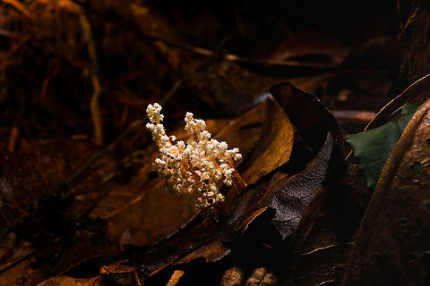 Cordyceps tenuipes, La Isla Escondida, Colombia This was a thrilling discovery for us. On this long daytime hike we had plenty of time to mess around so Brayan (our local guide) and I were playing with creative lighting (off-camera flash). We played around with some angles and distances on this strange tree-like fungi found on the forest floor. We found it odd that it was growing in such a tilted way and Brayan found the look of this one so interesting that he wanted to collect it.

As he picks it up, only then do we realize there's a big insect it is growing out of, and that this is a cordyceps fungus. We discovered this exciting category only the night before and this is the 2nd species we found. 

I based identification on this page, one of few pages I found with some good info:
http://mushroaming.com/Rainforest_Cordyceps

If the identification is correct, this is a very widely distributed species. It even occurs in my home country the Netherlands, I had no idea. In dutch it is called the "rough powdered insect killer". Observations indeed come from multiple continents but there's a few dozen at most that I can find. Likely a case of common to occur, uncommon to see or be reported.

Based on other reference photos, this looks to be a fine specimen that is large, heavily branched and seemingly in its peak state. Note that this species is typically referred to as "Isaria tenuipes" yet in its anamorphical stage (as seen here) as Cordyceps tenuipes.
https://www.jungledragon.com/image/71782/cordyceps_tenuipes_-_closeup_la_isla_escondida_colombia.html
https://www.jungledragon.com/image/71783/cordyceps_tenuipes_-_full_la_isla_escondida_colombia.html
https://www.jungledragon.com/image/71784/cordyceps_tenuipes_-_victim_la_isla_escondida_colombia.html
https://www.jungledragon.com/image/71785/cordyceps_tenuipes_-_branches_la_isla_escondida_colombia.html Colombia,Colombia 2018,Colombia South,Cordyceps tenuipes,La Isla Escondida,Putumayo,South America,World