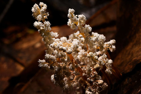 Cordyceps tenuipes - closeup, La Isla Escondida, Colombia This was a thrilling discovery for us. On this long daytime hike we had plenty of time to mess around so Brayan (our local guide) and I were playing with creative lighting (off-camera flash). We played around with some angles and distances on this strange tree-like fungi found on the forest floor. We found it odd that it was growing in such a tilted way and Brayan found the look of this one so interesting that he wanted to collect it.

As he picks it up, only then do we realize there's a big insect it is growing out of, and that this is a cordyceps fungus. We discovered this exciting category only the night before and this is the 2nd species we found. 

I based identification on this page, one of few pages I found with some good info:
http://mushroaming.com/Rainforest_Cordyceps

If the identification is correct, this is a very widely distributed species. It even occurs in my home country the Netherlands, I had no idea. In dutch it is called the "rough powdered insect killer". Observations indeed come from multiple continents but there's a few dozen at most that I can find. Likely a case of common to occur, uncommon to see or be reported.

Based on other reference photos, this looks to be a fine specimen that is large, heavily branched and seemingly in its peak state. Note that this species is typically referred to as "Isaria tenuipes" yet in its anamorphical stage (as seen here) as Cordyceps tenuipes.
https://www.jungledragon.com/image/71781/cordyceps_tenuipes_la_isla_escondida_colombia.html
https://www.jungledragon.com/image/71783/cordyceps_tenuipes_-_full_la_isla_escondida_colombia.html
https://www.jungledragon.com/image/71784/cordyceps_tenuipes_-_victim_la_isla_escondida_colombia.html
https://www.jungledragon.com/image/71785/cordyceps_tenuipes_-_branches_la_isla_escondida_colombia.html Colombia,Colombia 2018,Colombia South,Cordyceps tenuipes,La Isla Escondida,Putumayo,South America,World