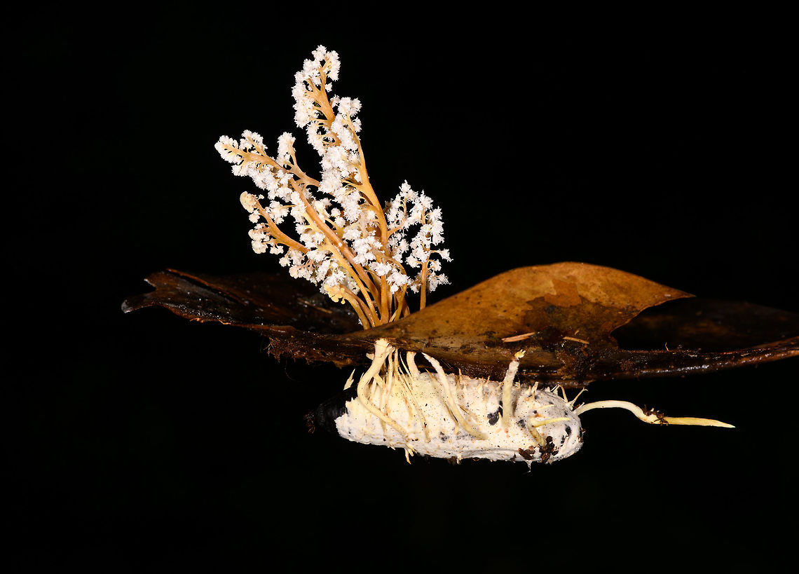 Cordyceps tenuipes - full, La Isla Escondida, Colombia This was a thrilling discovery for us. On this long daytime hike we had plenty of time to mess around so Brayan (our local guide) and I were playing with creative lighting (off-camera flash). We played around with some angles and distances on this strange tree-like fungi found on the forest floor. We found it odd that it was growing in such a tilted way and Brayan found the look of this one so interesting that he wanted to collect it.<br />
<br />
As he picks it up, only then do we realize there&#039;s a big insect it is growing out of, and that this is a cordyceps fungus. We discovered this exciting category only the night before and this is the 2nd species we found. <br />
<br />
I based identification on this page, one of few pages I found with some good info:<br />
<a href="http://mushroaming.com/Rainforest_Cordyceps" rel="nofollow">http://mushroaming.com/Rainforest_Cordyceps</a><br />
<br />
If the identification is correct, this is a very widely distributed species. It even occurs in my home country the Netherlands, I had no idea. In dutch it is called the &quot;rough powdered insect killer&quot;. Observations indeed come from multiple continents but there&#039;s a few dozen at most that I can find. Likely a case of common to occur, uncommon to see or be reported.<br />
<br />
Based on other reference photos, this looks to be a fine specimen that is large, heavily branched and seemingly in its peak state. Note that this species is typically referred to as &quot;Isaria tenuipes&quot; yet in its anamorphical stage (as seen here) as Cordyceps tenuipes.<br />
<figure class="photo"><a href="https://www.jungledragon.com/image/71781/cordyceps_tenuipes_la_isla_escondida_colombia.html" title="Cordyceps tenuipes, La Isla Escondida, Colombia"><img src="https://s3.amazonaws.com/media.jungledragon.com/images/2/71781_thumb.jpg?AWSAccessKeyId=05GMT0V3GWVNE7GGM1R2&Expires=1759968010&Signature=ciwiSW%2BfkTGxGlD%2FvNyRKhfcu1U%3D" width="200" height="134" alt="Cordyceps tenuipes, La Isla Escondida, Colombia This was a thrilling discovery for us. On this long daytime hike we had plenty of time to mess around so Brayan (our local guide) and I were playing with creative lighting (off-camera flash). We played around with some angles and distances on this strange tree-like fungi found on the forest floor. We found it odd that it was growing in such a tilted way and Brayan found the look of this one so interesting that he wanted to collect it.<br />
<br />
As he picks it up, only then do we realize there&#039;s a big insect it is growing out of, and that this is a cordyceps fungus. We discovered this exciting category only the night before and this is the 2nd species we found. <br />
<br />
I based identification on this page, one of few pages I found with some good info:<br />
http://mushroaming.com/Rainforest_Cordyceps<br />
<br />
If the identification is correct, this is a very widely distributed species. It even occurs in my home country the Netherlands, I had no idea. In dutch it is called the &quot;rough powdered insect killer&quot;. Observations indeed come from multiple continents but there&#039;s a few dozen at most that I can find. Likely a case of common to occur, uncommon to see or be reported.<br />
<br />
Based on other reference photos, this looks to be a fine specimen that is large, heavily branched and seemingly in its peak state. Note that this species is typically referred to as &quot;Isaria tenuipes&quot; yet in its anamorphical stage (as seen here) as Cordyceps tenuipes.<br />
https://www.jungledragon.com/image/71782/cordyceps_tenuipes_-_closeup_la_isla_escondida_colombia.html<br />
https://www.jungledragon.com/image/71783/cordyceps_tenuipes_-_full_la_isla_escondida_colombia.html<br />
https://www.jungledragon.com/image/71784/cordyceps_tenuipes_-_victim_la_isla_escondida_colombia.html<br />
https://www.jungledragon.com/image/71785/cordyceps_tenuipes_-_branches_la_isla_escondida_colombia.html Colombia,Colombia 2018,Colombia South,Cordyceps tenuipes,La Isla Escondida,Putumayo,South America,World" /></a></figure><br />
<figure class="photo"><a href="https://www.jungledragon.com/image/71782/cordyceps_tenuipes_-_closeup_la_isla_escondida_colombia.html" title="Cordyceps tenuipes - closeup, La Isla Escondida, Colombia"><img src="https://s3.amazonaws.com/media.jungledragon.com/images/2/71782_thumb.jpg?AWSAccessKeyId=05GMT0V3GWVNE7GGM1R2&Expires=1759968010&Signature=h9LZwosRUyCgtb0Ey5AiNhOg6cA%3D" width="200" height="134" alt="Cordyceps tenuipes - closeup, La Isla Escondida, Colombia This was a thrilling discovery for us. On this long daytime hike we had plenty of time to mess around so Brayan (our local guide) and I were playing with creative lighting (off-camera flash). We played around with some angles and distances on this strange tree-like fungi found on the forest floor. We found it odd that it was growing in such a tilted way and Brayan found the look of this one so interesting that he wanted to collect it.<br />
<br />
As he picks it up, only then do we realize there&#039;s a big insect it is growing out of, and that this is a cordyceps fungus. We discovered this exciting category only the night before and this is the 2nd species we found. <br />
<br />
I based identification on this page, one of few pages I found with some good info:<br />
http://mushroaming.com/Rainforest_Cordyceps<br />
<br />
If the identification is correct, this is a very widely distributed species. It even occurs in my home country the Netherlands, I had no idea. In dutch it is called the &quot;rough powdered insect killer&quot;. Observations indeed come from multiple continents but there&#039;s a few dozen at most that I can find. Likely a case of common to occur, uncommon to see or be reported.<br />
<br />
Based on other reference photos, this looks to be a fine specimen that is large, heavily branched and seemingly in its peak state. Note that this species is typically referred to as &quot;Isaria tenuipes&quot; yet in its anamorphical stage (as seen here) as Cordyceps tenuipes.<br />
https://www.jungledragon.com/image/71781/cordyceps_tenuipes_la_isla_escondida_colombia.html<br />
https://www.jungledragon.com/image/71783/cordyceps_tenuipes_-_full_la_isla_escondida_colombia.html<br />
https://www.jungledragon.com/image/71784/cordyceps_tenuipes_-_victim_la_isla_escondida_colombia.html<br />
https://www.jungledragon.com/image/71785/cordyceps_tenuipes_-_branches_la_isla_escondida_colombia.html Colombia,Colombia 2018,Colombia South,Cordyceps tenuipes,La Isla Escondida,Putumayo,South America,World" /></a></figure><br />
<figure class="photo"><a href="https://www.jungledragon.com/image/71784/cordyceps_tenuipes_-_victim_la_isla_escondida_colombia.html" title="Cordyceps tenuipes - victim, La Isla Escondida, Colombia"><img src="https://s3.amazonaws.com/media.jungledragon.com/images/2/71784_thumb.jpg?AWSAccessKeyId=05GMT0V3GWVNE7GGM1R2&Expires=1759968010&Signature=Gl8XKGOYQRMX1YOPXzN2UKMuwLI%3D" width="200" height="134" alt="Cordyceps tenuipes - victim, La Isla Escondida, Colombia This was a thrilling discovery for us. On this long daytime hike we had plenty of time to mess around so Brayan (our local guide) and I were playing with creative lighting (off-camera flash). We played around with some angles and distances on this strange tree-like fungi found on the forest floor. We found it odd that it was growing in such a tilted way and Brayan found the look of this one so interesting that he wanted to collect it.<br />
<br />
As he picks it up, only then do we realize there&#039;s a big insect it is growing out of, and that this is a cordyceps fungus. We discovered this exciting category only the night before and this is the 2nd species we found. <br />
<br />
I based identification on this page, one of few pages I found with some good info:<br />
http://mushroaming.com/Rainforest_Cordyceps<br />
<br />
If the identification is correct, this is a very widely distributed species. It even occurs in my home country the Netherlands, I had no idea. In dutch it is called the &quot;rough powdered insect killer&quot;. Observations indeed come from multiple continents but there&#039;s a few dozen at most that I can find. Likely a case of common to occur, uncommon to see or be reported.<br />
<br />
Based on other reference photos, this looks to be a fine specimen that is large, heavily branched and seemingly in its peak state. Note that this species is typically referred to as &quot;Isaria tenuipes&quot; yet in its anamorphical stage (as seen here) as Cordyceps tenuipes.<br />
https://www.jungledragon.com/image/71781/cordyceps_tenuipes_la_isla_escondida_colombia.html<br />
https://www.jungledragon.com/image/71782/cordyceps_tenuipes_-_closeup_la_isla_escondida_colombia.html<br />
https://www.jungledragon.com/image/71783/cordyceps_tenuipes_-_full_la_isla_escondida_colombia.html<br />
https://www.jungledragon.com/image/71785/cordyceps_tenuipes_-_branches_la_isla_escondida_colombia.html Colombia,Colombia 2018,Colombia South,Cordyceps tenuipes,La Isla Escondida,Putumayo,South America,World" /></a></figure><br />
<figure class="photo"><a href="https://www.jungledragon.com/image/71785/cordyceps_tenuipes_-_branches_la_isla_escondida_colombia.html" title="Cordyceps tenuipes - branches, La Isla Escondida, Colombia"><img src="https://s3.amazonaws.com/media.jungledragon.com/images/2/71785_thumb.jpg?AWSAccessKeyId=05GMT0V3GWVNE7GGM1R2&Expires=1759968010&Signature=oRgh8iPU1kwQIXNxN9p%2FJXIOaow%3D" width="118" height="152" alt="Cordyceps tenuipes - branches, La Isla Escondida, Colombia This was a thrilling discovery for us. On this long daytime hike we had plenty of time to mess around so Brayan (our local guide) and I were playing with creative lighting (off-camera flash). We played around with some angles and distances on this strange tree-like fungi found on the forest floor. We found it odd that it was growing in such a tilted way and Brayan found the look of this one so interesting that he wanted to collect it.<br />
<br />
As he picks it up, only then do we realize there&#039;s a big insect it is growing out of, and that this is a cordyceps fungus. We discovered this exciting category only the night before and this is the 2nd species we found. <br />
<br />
I based identification on this page, one of few pages I found with some good info:<br />
http://mushroaming.com/Rainforest_Cordyceps<br />
<br />
If the identification is correct, this is a very widely distributed species. It even occurs in my home country the Netherlands, I had no idea. In dutch it is called the &quot;rough powdered insect killer&quot;. Observations indeed come from multiple continents but there&#039;s a few dozen at most that I can find. Likely a case of common to occur, uncommon to see or be reported.<br />
<br />
Based on other reference photos, this looks to be a fine specimen that is large, heavily branched and seemingly in its peak state. Note that this species is typically referred to as &quot;Isaria tenuipes&quot; yet in its anamorphical stage (as seen here) as Cordyceps tenuipes.<br />
https://www.jungledragon.com/image/71781/cordyceps_tenuipes_la_isla_escondida_colombia.html<br />
https://www.jungledragon.com/image/71782/cordyceps_tenuipes_-_closeup_la_isla_escondida_colombia.html<br />
https://www.jungledragon.com/image/71783/cordyceps_tenuipes_-_full_la_isla_escondida_colombia.html<br />
https://www.jungledragon.com/image/71784/cordyceps_tenuipes_-_victim_la_isla_escondida_colombia.html Colombia,Colombia 2018,Colombia South,Cordyceps tenuipes,La Isla Escondida,Putumayo,South America,World" /></a></figure> Colombia,Colombia 2018,Colombia South,Cordyceps tenuipes,La Isla Escondida,Putumayo,South America,World