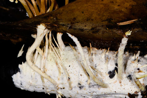 Cordyceps tenuipes - victim, La Isla Escondida, Colombia This was a thrilling discovery for us. On this long daytime hike we had plenty of time to mess around so Brayan (our local guide) and I were playing with creative lighting (off-camera flash). We played around with some angles and distances on this strange tree-like fungi found on the forest floor. We found it odd that it was growing in such a tilted way and Brayan found the look of this one so interesting that he wanted to collect it.

As he picks it up, only then do we realize there's a big insect it is growing out of, and that this is a cordyceps fungus. We discovered this exciting category only the night before and this is the 2nd species we found. 

I based identification on this page, one of few pages I found with some good info:
http://mushroaming.com/Rainforest_Cordyceps

If the identification is correct, this is a very widely distributed species. It even occurs in my home country the Netherlands, I had no idea. In dutch it is called the "rough powdered insect killer". Observations indeed come from multiple continents but there's a few dozen at most that I can find. Likely a case of common to occur, uncommon to see or be reported.

Based on other reference photos, this looks to be a fine specimen that is large, heavily branched and seemingly in its peak state. Note that this species is typically referred to as "Isaria tenuipes" yet in its anamorphical stage (as seen here) as Cordyceps tenuipes.
https://www.jungledragon.com/image/71781/cordyceps_tenuipes_la_isla_escondida_colombia.html
https://www.jungledragon.com/image/71782/cordyceps_tenuipes_-_closeup_la_isla_escondida_colombia.html
https://www.jungledragon.com/image/71783/cordyceps_tenuipes_-_full_la_isla_escondida_colombia.html
https://www.jungledragon.com/image/71785/cordyceps_tenuipes_-_branches_la_isla_escondida_colombia.html Colombia,Colombia 2018,Colombia South,Cordyceps tenuipes,La Isla Escondida,Putumayo,South America,World