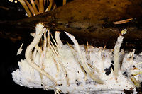Cordyceps tenuipes - victim, La Isla Escondida, Colombia This was a thrilling discovery for us. On this long daytime hike we had plenty of time to mess around so Brayan (our local guide) and I were playing with creative lighting (off-camera flash). We played around with some angles and distances on this strange tree-like fungi found on the forest floor. We found it odd that it was growing in such a tilted way and Brayan found the look of this one so interesting that he wanted to collect it.<br />
<br />
As he picks it up, only then do we realize there's a big insect it is growing out of, and that this is a cordyceps fungus. We discovered this exciting category only the night before and this is the 2nd species we found. <br />
<br />
I based identification on this page, one of few pages I found with some good info:<br />
http://mushroaming.com/Rainforest_Cordyceps<br />
<br />
If the identification is correct, this is a very widely distributed species. It even occurs in my home country the Netherlands, I had no idea. In dutch it is called the "rough powdered insect killer". Observations indeed come from multiple continents but there's a few dozen at most that I can find. Likely a case of common to occur, uncommon to see or be reported.<br />
<br />
Based on other reference photos, this looks to be a fine specimen that is large, heavily branched and seemingly in its peak state. Note that this species is typically referred to as "Isaria tenuipes" yet in its anamorphical stage (as seen here) as Cordyceps tenuipes.<br />
https://www.jungledragon.com/image/71781/cordyceps_tenuipes_la_isla_escondida_colombia.html<br />
https://www.jungledragon.com/image/71782/cordyceps_tenuipes_-_closeup_la_isla_escondida_colombia.html<br />
https://www.jungledragon.com/image/71783/cordyceps_tenuipes_-_full_la_isla_escondida_colombia.html<br />
https://www.jungledragon.com/image/71785/cordyceps_tenuipes_-_branches_la_isla_escondida_colombia.html Colombia,Colombia 2018,Colombia South,Cordyceps tenuipes,La Isla Escondida,Putumayo,South America,World