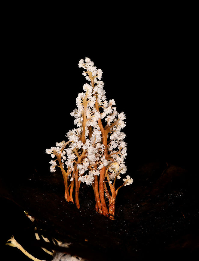 Cordyceps tenuipes - branches, La Isla Escondida, Colombia This was a thrilling discovery for us. On this long daytime hike we had plenty of time to mess around so Brayan (our local guide) and I were playing with creative lighting (off-camera flash). We played around with some angles and distances on this strange tree-like fungi found on the forest floor. We found it odd that it was growing in such a tilted way and Brayan found the look of this one so interesting that he wanted to collect it.<br />
<br />
As he picks it up, only then do we realize there&#039;s a big insect it is growing out of, and that this is a cordyceps fungus. We discovered this exciting category only the night before and this is the 2nd species we found. <br />
<br />
I based identification on this page, one of few pages I found with some good info:<br />
<a href="http://mushroaming.com/Rainforest_Cordyceps" rel="nofollow">http://mushroaming.com/Rainforest_Cordyceps</a><br />
<br />
If the identification is correct, this is a very widely distributed species. It even occurs in my home country the Netherlands, I had no idea. In dutch it is called the &quot;rough powdered insect killer&quot;. Observations indeed come from multiple continents but there&#039;s a few dozen at most that I can find. Likely a case of common to occur, uncommon to see or be reported.<br />
<br />
Based on other reference photos, this looks to be a fine specimen that is large, heavily branched and seemingly in its peak state. Note that this species is typically referred to as &quot;Isaria tenuipes&quot; yet in its anamorphical stage (as seen here) as Cordyceps tenuipes.<br />
<figure class="photo"><a href="https://www.jungledragon.com/image/71781/cordyceps_tenuipes_la_isla_escondida_colombia.html" title="Cordyceps tenuipes, La Isla Escondida, Colombia"><img src="https://s3.amazonaws.com/media.jungledragon.com/images/2/71781_thumb.jpg?AWSAccessKeyId=05GMT0V3GWVNE7GGM1R2&Expires=1767225610&Signature=dv5jkQDJKeUGQXj9EovjIUt3jLA%3D" width="200" height="134" alt="Cordyceps tenuipes, La Isla Escondida, Colombia This was a thrilling discovery for us. On this long daytime hike we had plenty of time to mess around so Brayan (our local guide) and I were playing with creative lighting (off-camera flash). We played around with some angles and distances on this strange tree-like fungi found on the forest floor. We found it odd that it was growing in such a tilted way and Brayan found the look of this one so interesting that he wanted to collect it.<br />
<br />
As he picks it up, only then do we realize there&#039;s a big insect it is growing out of, and that this is a cordyceps fungus. We discovered this exciting category only the night before and this is the 2nd species we found. <br />
<br />
I based identification on this page, one of few pages I found with some good info:<br />
http://mushroaming.com/Rainforest_Cordyceps<br />
<br />
If the identification is correct, this is a very widely distributed species. It even occurs in my home country the Netherlands, I had no idea. In dutch it is called the &quot;rough powdered insect killer&quot;. Observations indeed come from multiple continents but there&#039;s a few dozen at most that I can find. Likely a case of common to occur, uncommon to see or be reported.<br />
<br />
Based on other reference photos, this looks to be a fine specimen that is large, heavily branched and seemingly in its peak state. Note that this species is typically referred to as &quot;Isaria tenuipes&quot; yet in its anamorphical stage (as seen here) as Cordyceps tenuipes.<br />
https://www.jungledragon.com/image/71782/cordyceps_tenuipes_-_closeup_la_isla_escondida_colombia.html<br />
https://www.jungledragon.com/image/71783/cordyceps_tenuipes_-_full_la_isla_escondida_colombia.html<br />
https://www.jungledragon.com/image/71784/cordyceps_tenuipes_-_victim_la_isla_escondida_colombia.html<br />
https://www.jungledragon.com/image/71785/cordyceps_tenuipes_-_branches_la_isla_escondida_colombia.html Colombia,Colombia 2018,Colombia South,Cordyceps tenuipes,La Isla Escondida,Putumayo,South America,World" /></a></figure><br />
<figure class="photo"><a href="https://www.jungledragon.com/image/71782/cordyceps_tenuipes_-_closeup_la_isla_escondida_colombia.html" title="Cordyceps tenuipes - closeup, La Isla Escondida, Colombia"><img src="https://s3.amazonaws.com/media.jungledragon.com/images/2/71782_thumb.jpg?AWSAccessKeyId=05GMT0V3GWVNE7GGM1R2&Expires=1767225610&Signature=21aUqertYL2rTI7aMz7Qt0%2F1V7k%3D" width="200" height="134" alt="Cordyceps tenuipes - closeup, La Isla Escondida, Colombia This was a thrilling discovery for us. On this long daytime hike we had plenty of time to mess around so Brayan (our local guide) and I were playing with creative lighting (off-camera flash). We played around with some angles and distances on this strange tree-like fungi found on the forest floor. We found it odd that it was growing in such a tilted way and Brayan found the look of this one so interesting that he wanted to collect it.<br />
<br />
As he picks it up, only then do we realize there&#039;s a big insect it is growing out of, and that this is a cordyceps fungus. We discovered this exciting category only the night before and this is the 2nd species we found. <br />
<br />
I based identification on this page, one of few pages I found with some good info:<br />
http://mushroaming.com/Rainforest_Cordyceps<br />
<br />
If the identification is correct, this is a very widely distributed species. It even occurs in my home country the Netherlands, I had no idea. In dutch it is called the &quot;rough powdered insect killer&quot;. Observations indeed come from multiple continents but there&#039;s a few dozen at most that I can find. Likely a case of common to occur, uncommon to see or be reported.<br />
<br />
Based on other reference photos, this looks to be a fine specimen that is large, heavily branched and seemingly in its peak state. Note that this species is typically referred to as &quot;Isaria tenuipes&quot; yet in its anamorphical stage (as seen here) as Cordyceps tenuipes.<br />
https://www.jungledragon.com/image/71781/cordyceps_tenuipes_la_isla_escondida_colombia.html<br />
https://www.jungledragon.com/image/71783/cordyceps_tenuipes_-_full_la_isla_escondida_colombia.html<br />
https://www.jungledragon.com/image/71784/cordyceps_tenuipes_-_victim_la_isla_escondida_colombia.html<br />
https://www.jungledragon.com/image/71785/cordyceps_tenuipes_-_branches_la_isla_escondida_colombia.html Colombia,Colombia 2018,Colombia South,Cordyceps tenuipes,La Isla Escondida,Putumayo,South America,World" /></a></figure><br />
<figure class="photo"><a href="https://www.jungledragon.com/image/71783/cordyceps_tenuipes_-_full_la_isla_escondida_colombia.html" title="Cordyceps tenuipes - full, La Isla Escondida, Colombia"><img src="https://s3.amazonaws.com/media.jungledragon.com/images/2/71783_thumb.jpg?AWSAccessKeyId=05GMT0V3GWVNE7GGM1R2&Expires=1767225610&Signature=OkqjjveW7G1eIhZYgfdH6TAG0Wg%3D" width="200" height="144" alt="Cordyceps tenuipes - full, La Isla Escondida, Colombia This was a thrilling discovery for us. On this long daytime hike we had plenty of time to mess around so Brayan (our local guide) and I were playing with creative lighting (off-camera flash). We played around with some angles and distances on this strange tree-like fungi found on the forest floor. We found it odd that it was growing in such a tilted way and Brayan found the look of this one so interesting that he wanted to collect it.<br />
<br />
As he picks it up, only then do we realize there&#039;s a big insect it is growing out of, and that this is a cordyceps fungus. We discovered this exciting category only the night before and this is the 2nd species we found. <br />
<br />
I based identification on this page, one of few pages I found with some good info:<br />
http://mushroaming.com/Rainforest_Cordyceps<br />
<br />
If the identification is correct, this is a very widely distributed species. It even occurs in my home country the Netherlands, I had no idea. In dutch it is called the &quot;rough powdered insect killer&quot;. Observations indeed come from multiple continents but there&#039;s a few dozen at most that I can find. Likely a case of common to occur, uncommon to see or be reported.<br />
<br />
Based on other reference photos, this looks to be a fine specimen that is large, heavily branched and seemingly in its peak state. Note that this species is typically referred to as &quot;Isaria tenuipes&quot; yet in its anamorphical stage (as seen here) as Cordyceps tenuipes.<br />
https://www.jungledragon.com/image/71781/cordyceps_tenuipes_la_isla_escondida_colombia.html<br />
https://www.jungledragon.com/image/71782/cordyceps_tenuipes_-_closeup_la_isla_escondida_colombia.html<br />
https://www.jungledragon.com/image/71784/cordyceps_tenuipes_-_victim_la_isla_escondida_colombia.html<br />
https://www.jungledragon.com/image/71785/cordyceps_tenuipes_-_branches_la_isla_escondida_colombia.html Colombia,Colombia 2018,Colombia South,Cordyceps tenuipes,La Isla Escondida,Putumayo,South America,World" /></a></figure><br />
<figure class="photo"><a href="https://www.jungledragon.com/image/71784/cordyceps_tenuipes_-_victim_la_isla_escondida_colombia.html" title="Cordyceps tenuipes - victim, La Isla Escondida, Colombia"><img src="https://s3.amazonaws.com/media.jungledragon.com/images/2/71784_thumb.jpg?AWSAccessKeyId=05GMT0V3GWVNE7GGM1R2&Expires=1767225610&Signature=lKj6tGePsfdXhw8uLJ5VfYN%2FuTY%3D" width="200" height="134" alt="Cordyceps tenuipes - victim, La Isla Escondida, Colombia This was a thrilling discovery for us. On this long daytime hike we had plenty of time to mess around so Brayan (our local guide) and I were playing with creative lighting (off-camera flash). We played around with some angles and distances on this strange tree-like fungi found on the forest floor. We found it odd that it was growing in such a tilted way and Brayan found the look of this one so interesting that he wanted to collect it.<br />
<br />
As he picks it up, only then do we realize there&#039;s a big insect it is growing out of, and that this is a cordyceps fungus. We discovered this exciting category only the night before and this is the 2nd species we found. <br />
<br />
I based identification on this page, one of few pages I found with some good info:<br />
http://mushroaming.com/Rainforest_Cordyceps<br />
<br />
If the identification is correct, this is a very widely distributed species. It even occurs in my home country the Netherlands, I had no idea. In dutch it is called the &quot;rough powdered insect killer&quot;. Observations indeed come from multiple continents but there&#039;s a few dozen at most that I can find. Likely a case of common to occur, uncommon to see or be reported.<br />
<br />
Based on other reference photos, this looks to be a fine specimen that is large, heavily branched and seemingly in its peak state. Note that this species is typically referred to as &quot;Isaria tenuipes&quot; yet in its anamorphical stage (as seen here) as Cordyceps tenuipes.<br />
https://www.jungledragon.com/image/71781/cordyceps_tenuipes_la_isla_escondida_colombia.html<br />
https://www.jungledragon.com/image/71782/cordyceps_tenuipes_-_closeup_la_isla_escondida_colombia.html<br />
https://www.jungledragon.com/image/71783/cordyceps_tenuipes_-_full_la_isla_escondida_colombia.html<br />
https://www.jungledragon.com/image/71785/cordyceps_tenuipes_-_branches_la_isla_escondida_colombia.html Colombia,Colombia 2018,Colombia South,Cordyceps tenuipes,La Isla Escondida,Putumayo,South America,World" /></a></figure> Colombia,Colombia 2018,Colombia South,Cordyceps tenuipes,La Isla Escondida,Putumayo,South America,World