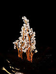 Cordyceps tenuipes - branches, La Isla Escondida, Colombia This was a thrilling discovery for us. On this long daytime hike we had plenty of time to mess around so Brayan (our local guide) and I were playing with creative lighting (off-camera flash). We played around with some angles and distances on this strange tree-like fungi found on the forest floor. We found it odd that it was growing in such a tilted way and Brayan found the look of this one so interesting that he wanted to collect it.<br />
<br />
As he picks it up, only then do we realize there's a big insect it is growing out of, and that this is a cordyceps fungus. We discovered this exciting category only the night before and this is the 2nd species we found. <br />
<br />
I based identification on this page, one of few pages I found with some good info:<br />
http://mushroaming.com/Rainforest_Cordyceps<br />
<br />
If the identification is correct, this is a very widely distributed species. It even occurs in my home country the Netherlands, I had no idea. In dutch it is called the "rough powdered insect killer". Observations indeed come from multiple continents but there's a few dozen at most that I can find. Likely a case of common to occur, uncommon to see or be reported.<br />
<br />
Based on other reference photos, this looks to be a fine specimen that is large, heavily branched and seemingly in its peak state. Note that this species is typically referred to as "Isaria tenuipes" yet in its anamorphical stage (as seen here) as Cordyceps tenuipes.<br />
https://www.jungledragon.com/image/71781/cordyceps_tenuipes_la_isla_escondida_colombia.html<br />
https://www.jungledragon.com/image/71782/cordyceps_tenuipes_-_closeup_la_isla_escondida_colombia.html<br />
https://www.jungledragon.com/image/71783/cordyceps_tenuipes_-_full_la_isla_escondida_colombia.html<br />
https://www.jungledragon.com/image/71784/cordyceps_tenuipes_-_victim_la_isla_escondida_colombia.html Colombia,Colombia 2018,Colombia South,Cordyceps tenuipes,La Isla Escondida,Putumayo,South America,World