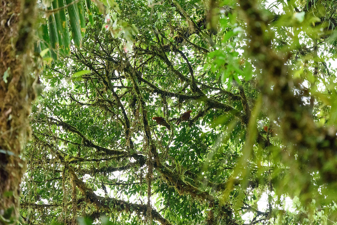 Andean cock-of-the-rock reverse competition, La Isla Escondida, Colombia Last year, during our 2017 Colombia trip, the Andean cock-of-the-rock was a target bird. At La Isla Escondida, they are common. They can be found around the lodge each day and are easy to find due to them being obnoxiously loud. Unfortunately, they are at canopy level so as the photo shows, a good shit is nearly impossible.<br />
<br />
The interesting thing of this observation is that it concern two females (center) and one male (red smudge at the right). This bird is normally spoken of in gatherings where you have a single female with a dozen or so males competing in a lek. As such, it was strange to find this reversed situation. The male continued to squawk and headbang like a maniac regardless, even with no competition around. Andean cock-of-the-rock,Colombia,Colombia 2018,Colombia South,La Isla Escondida,Putumayo,Rupicola peruvianus,South America,World