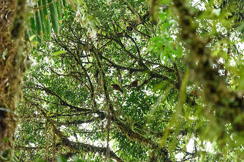Andean cock-of-the-rock reverse competition, La Isla Escondida, Colombia Last year, during our 2017 Colombia trip, the Andean cock-of-the-rock was a target bird. At La Isla Escondida, they are common. They can be found around the lodge each day and are easy to find due to them being obnoxiously loud. Unfortunately, they are at canopy level so as the photo shows, a good shit is nearly impossible.

The interesting thing of this observation is that it concern two females (center) and one male (red smudge at the right). This bird is normally spoken of in gatherings where you have a single female with a dozen or so males competing in a lek. As such, it was strange to find this reversed situation. The male continued to squawk and headbang like a maniac regardless, even with no competition around. Andean cock-of-the-rock,Colombia,Colombia 2018,Colombia South,La Isla Escondida,Putumayo,Rupicola peruvianus,South America,World