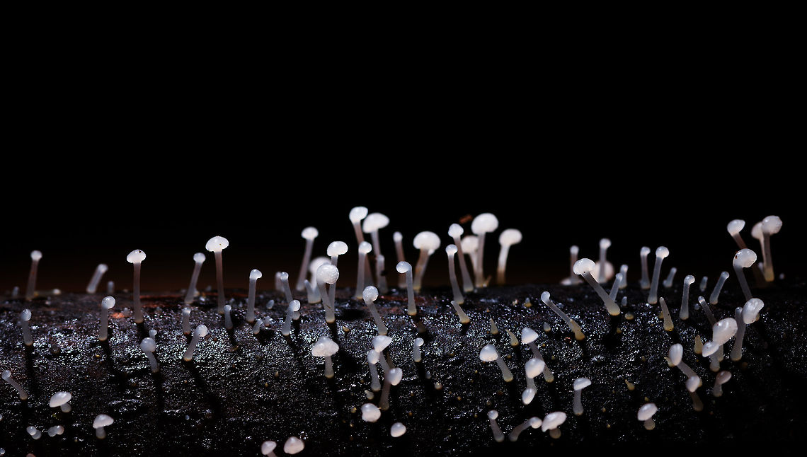 Small white fungi growing on log, La Isla Escondida, Colombia Small all-white fungi growing in clusters on a dead tree. Really tiny, this is a crop of a macro shot, I'd say the stems are about 5mm in length. Colombia,Colombia 2018,Colombia South,La Isla Escondida,Putumayo,South America,World
