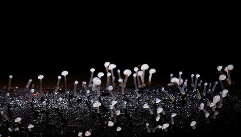Small white fungi growing on log, La Isla Escondida, Colombia Small all-white fungi growing in clusters on a dead tree. Really tiny, this is a crop of a macro shot, I'd say the stems are about 5mm in length. Colombia,Colombia 2018,Colombia South,La Isla Escondida,Putumayo,South America,World
