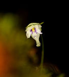 Utricularia jameisoniana - 2 - flower closeup, La Isla Escondida, Colombia Second observation during our trip of this carnivorous plant. They are usually found at canopy level yet in this case we found it on the floor on a fallen tree branch. Freshly fallen branches are a really good way to find these plants as well as some other rare ones, such as miniature orchids, that are normally out of reach. They have to be freshly fallen because any such plant will not survive long once its host branch has fallen.<br />
https://www.jungledragon.com/image/71807/utricularia_jameisoniana_-_2_la_isla_escondida_colombia.html Colombia,Colombia 2018,Colombia South,La Isla Escondida,Putumayo,South America,Utricularia jameisoniana,Utricularia jamesoniana,World