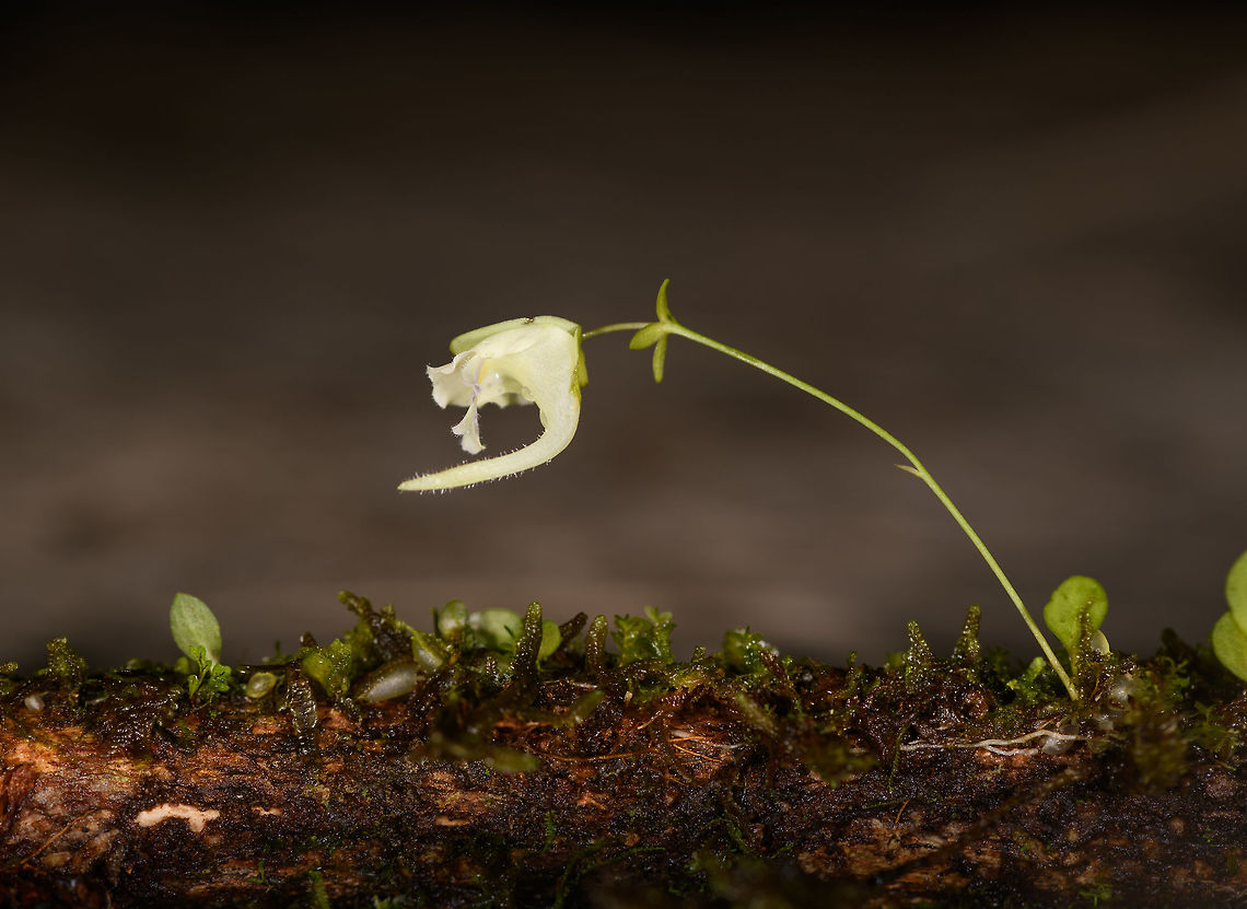 Utricularia jameisoniana - 2, La Isla Escondida, Colombia Second observation during our trip of this carnivorous plant. They are usually found at canopy level yet in this case we found it on the floor on a fallen tree branch. Freshly fallen branches are a really good way to find these plants as well as some other rare ones, such as miniature orchids, that are normally out of reach. They have to be freshly fallen because any such plant will not survive long once its host branch has fallen.<br />
<figure class="photo"><a href="https://www.jungledragon.com/image/71806/utricularia_jameisoniana_-_2_-_flower_closeup_la_isla_escondida_colombia.html" title="Utricularia jameisoniana - 2 - flower closeup, La Isla Escondida, Colombia"><img src="https://s3.amazonaws.com/media.jungledragon.com/images/2/71806_thumb.jpg?AWSAccessKeyId=05GMT0V3GWVNE7GGM1R2&Expires=1759968010&Signature=6MBRXSf9mlBdoUKLPNfJECAleLQ%3D" width="138" height="152" alt="Utricularia jameisoniana - 2 - flower closeup, La Isla Escondida, Colombia Second observation during our trip of this carnivorous plant. They are usually found at canopy level yet in this case we found it on the floor on a fallen tree branch. Freshly fallen branches are a really good way to find these plants as well as some other rare ones, such as miniature orchids, that are normally out of reach. They have to be freshly fallen because any such plant will not survive long once its host branch has fallen.<br />
https://www.jungledragon.com/image/71807/utricularia_jameisoniana_-_2_la_isla_escondida_colombia.html Colombia,Colombia 2018,Colombia South,La Isla Escondida,Putumayo,South America,Utricularia jameisoniana,Utricularia jamesoniana,World" /></a></figure> Colombia,Colombia 2018,Colombia South,La Isla Escondida,Putumayo,South America,Utricularia jameisoniana,Utricularia jamesoniana,World