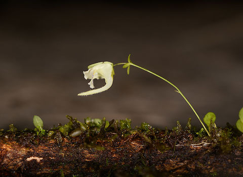 Utricularia jameisoniana - 2, La Isla Escondida, Colombia Second observation during our trip of this carnivorous plant. They are usually found at canopy level yet in this case we found it on the floor on a fallen tree branch. Freshly fallen branches are a really good way to find these plants as well as some other rare ones, such as miniature orchids, that are normally out of reach. They have to be freshly fallen because any such plant will not survive long once its host branch has fallen.
https://www.jungledragon.com/image/71806/utricularia_jameisoniana_-_2_-_flower_closeup_la_isla_escondida_colombia.html Colombia,Colombia 2018,Colombia South,La Isla Escondida,Putumayo,South America,Utricularia jameisoniana,Utricularia jamesoniana,World