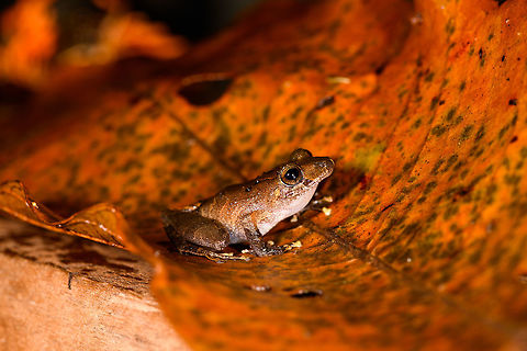 Rainfrog, La Isla Escondida, Colombia Probably Pristimantis sp., a tropical genus that is highly complex. Colombia,Colombia 2018,Colombia South,Fall,Geotagged,La Isla Escondida,Putumayo,South America,World