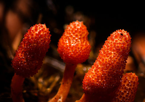 Cordyceps Militaris - macro of fruiting bodies II, La Isla Escondida, Colombia If my identification is correct, this would be the "original" Cordyceps, the type species described in 1753. It is widely distributed, in dutch named the "caterpillar killer". 

This one was found on the forest floor of La Isla Escondida, victim looks to be a caterpillar indeed but is decomposed beyond recognition, so not sure. 
https://www.jungledragon.com/image/71811/cordyceps_militaris_la_isla_escondida_colombia.html
https://www.jungledragon.com/image/71810/cordyceps_militaris_-_macro_of_fruiting_bodies_la_isla_escondida_colombia.html Colombia,Colombia 2018,Colombia South,Cordyceps Militaris,Cordyceps militaris,Fall,Geotagged,La Isla Escondida,Putumayo,South America,World