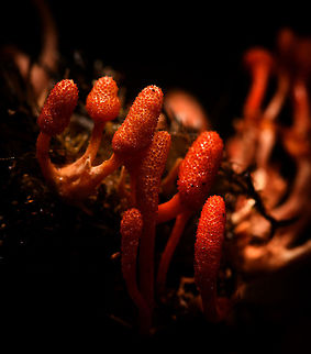Cordyceps Militaris - macro of fruiting bodies, La Isla Escondida, Colombia If my identification is correct, this would be the "original" Cordyceps, the type species described in 1753. It is widely distributed, in dutch named the "caterpillar killer". 

This one was found on the forest floor of La Isla Escondida, victim looks to be a caterpillar indeed but is decomposed beyond recognition, so not sure. 
https://www.jungledragon.com/image/71811/cordyceps_militaris_la_isla_escondida_colombia.html
https://www.jungledragon.com/image/71809/cordyceps_militaris_-_macro_of_fruiting_bodies_ii_la_isla_escondida_colombia.html Colombia,Colombia 2018,Colombia South,Cordyceps Militaris,Cordyceps militaris,Fall,Geotagged,La Isla Escondida,Putumayo,South America,World