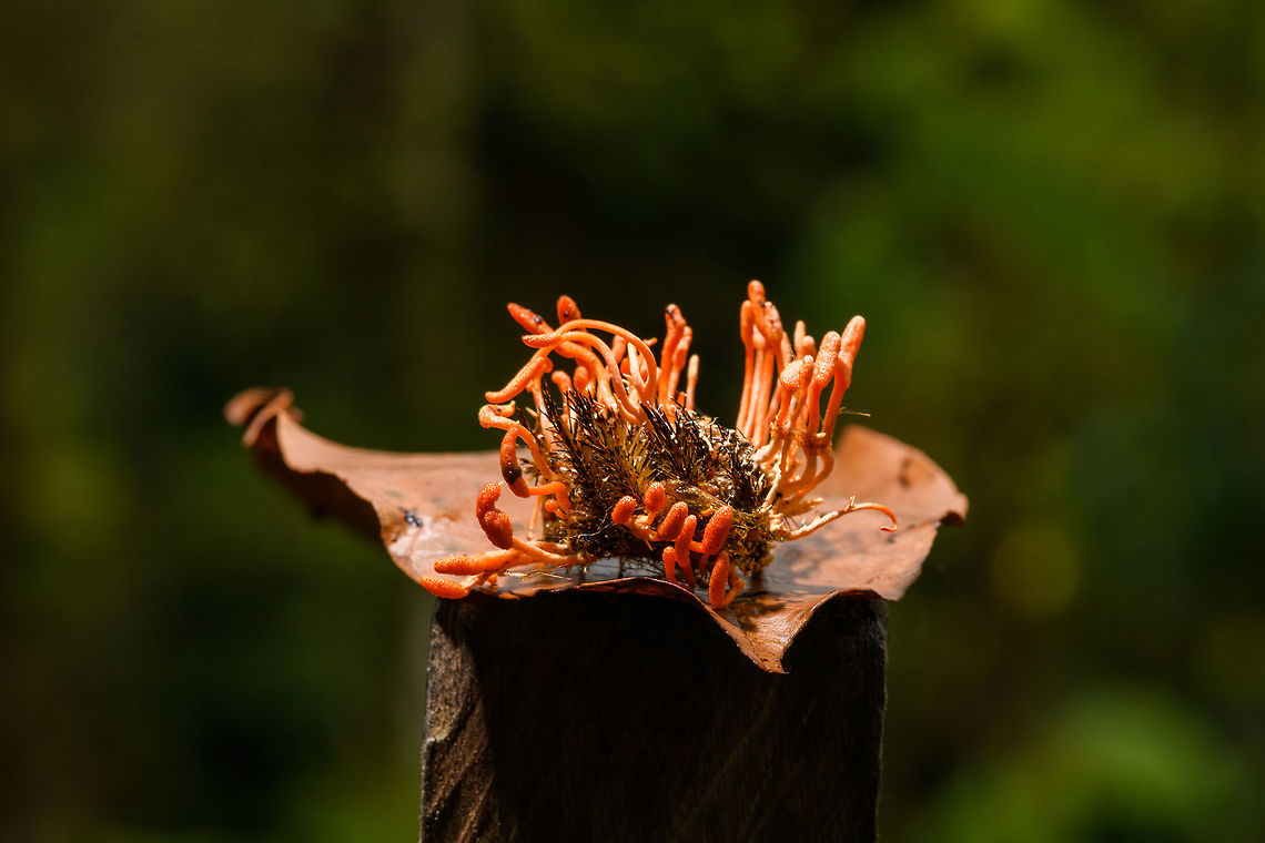 Cordyceps Militaris, La Isla Escondida, Colombia If my identification is correct, this would be the "original" Cordyceps, the type species described in 1753. It is widely distributed, in dutch named the "caterpillar killer". <br />
<br />
This one was found on the forest floor of La Isla Escondida, victim looks to be a caterpillar indeed but is decomposed beyond recognition, so not sure. <br />
<figure class="photo"><a href="https://www.jungledragon.com/image/71810/cordyceps_militaris_-_macro_of_fruiting_bodies_la_isla_escondida_colombia.html" title="Cordyceps Militaris - macro of fruiting bodies, La Isla Escondida, Colombia"><img src="https://s3.amazonaws.com/media.jungledragon.com/images/2/71810_thumb.jpg?AWSAccessKeyId=05GMT0V3GWVNE7GGM1R2&Expires=1769040010&Signature=fDIcg4Pmpw%2FBkfW7X%2Be%2BuvX1uvc%3D" width="134" height="152" alt="Cordyceps Militaris - macro of fruiting bodies, La Isla Escondida, Colombia If my identification is correct, this would be the "original" Cordyceps, the type species described in 1753. It is widely distributed, in dutch named the "caterpillar killer". <br />
<br />
This one was found on the forest floor of La Isla Escondida, victim looks to be a caterpillar indeed but is decomposed beyond recognition, so not sure. <br />
https://www.jungledragon.com/image/71811/cordyceps_militaris_la_isla_escondida_colombia.html<br />
https://www.jungledragon.com/image/71809/cordyceps_militaris_-_macro_of_fruiting_bodies_ii_la_isla_escondida_colombia.html Colombia,Colombia 2018,Colombia South,Cordyceps Militaris,Cordyceps militaris,Fall,Geotagged,La Isla Escondida,Putumayo,South America,World" /></a></figure><br />
<figure class="photo"><a href="https://www.jungledragon.com/image/71809/cordyceps_militaris_-_macro_of_fruiting_bodies_ii_la_isla_escondida_colombia.html" title="Cordyceps Militaris - macro of fruiting bodies II, La Isla Escondida, Colombia"><img src="https://s3.amazonaws.com/media.jungledragon.com/images/2/71809_thumb.jpg?AWSAccessKeyId=05GMT0V3GWVNE7GGM1R2&Expires=1769040010&Signature=0F%2F3C2hVjLyKO9czgPU63V4e3yc%3D" width="200" height="142" alt="Cordyceps Militaris - macro of fruiting bodies II, La Isla Escondida, Colombia If my identification is correct, this would be the "original" Cordyceps, the type species described in 1753. It is widely distributed, in dutch named the "caterpillar killer". <br />
<br />
This one was found on the forest floor of La Isla Escondida, victim looks to be a caterpillar indeed but is decomposed beyond recognition, so not sure. <br />
https://www.jungledragon.com/image/71811/cordyceps_militaris_la_isla_escondida_colombia.html<br />
https://www.jungledragon.com/image/71810/cordyceps_militaris_-_macro_of_fruiting_bodies_la_isla_escondida_colombia.html Colombia,Colombia 2018,Colombia South,Cordyceps Militaris,Cordyceps militaris,Fall,Geotagged,La Isla Escondida,Putumayo,South America,World" /></a></figure> Colombia,Colombia 2018,Colombia South,Cordyceps Militaris,Cordyceps militaris,Fall,Geotagged,La Isla Escondida,Putumayo,South America,World