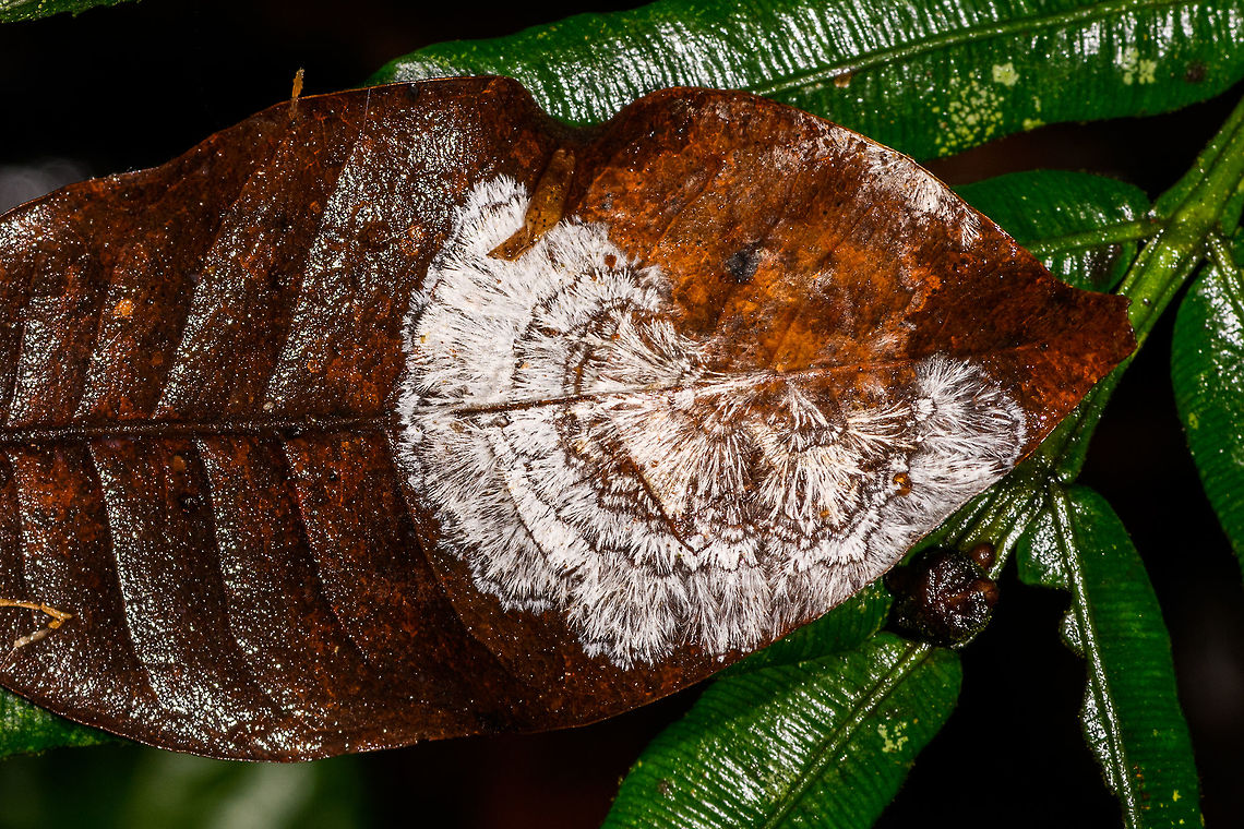 Fungus Mycelium on underside of leaf, La Isla Escondida, Colombia  Colombia,Colombia 2018,Colombia South,La Isla Escondida,Putumayo,South America,World