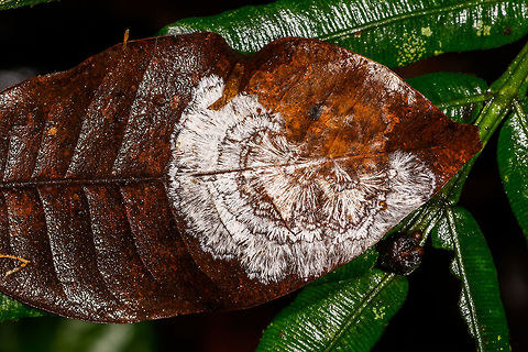 Fungus Mycelium on underside of leaf, La Isla Escondida, Colombia  Colombia,Colombia 2018,Colombia South,La Isla Escondida,Putumayo,South America,World